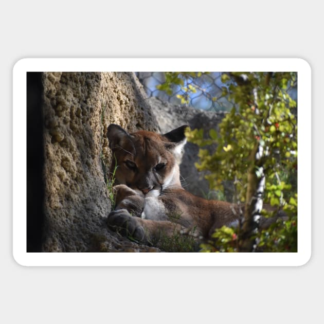 Mountain Lion Sticker by Sharonzoolady